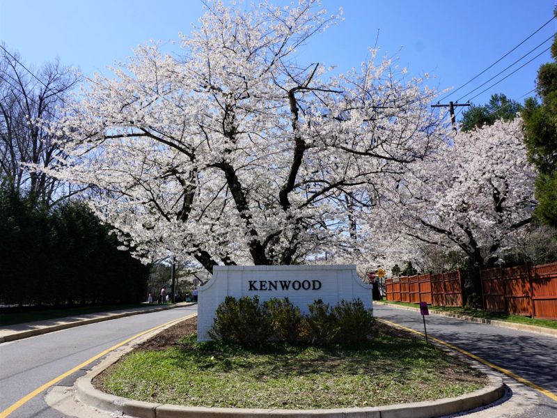 Cherry Blossoms at Kenwood Cherry Blossoms at Kenwood