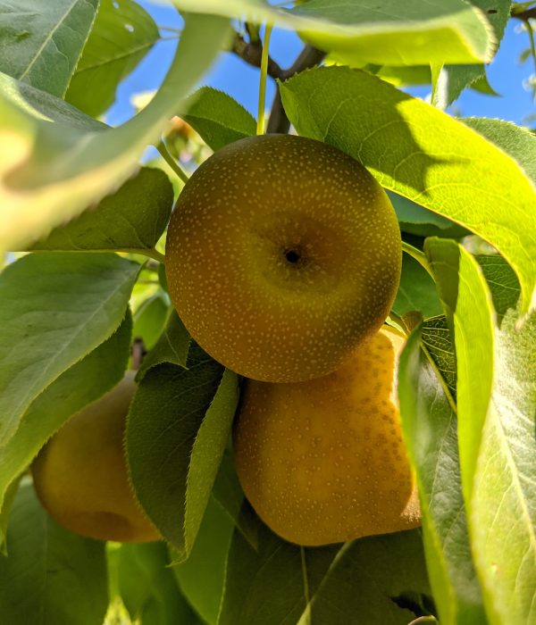 Asian Pears Asian Pears