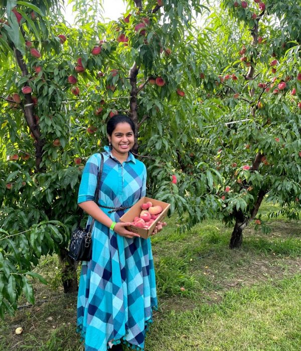 Peach picking Peach picking